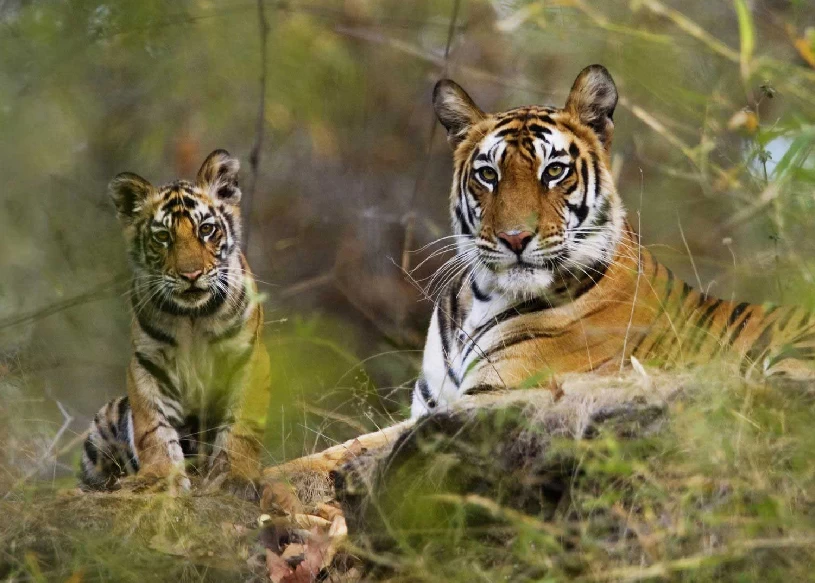 Wildlife in India Tour Packages
