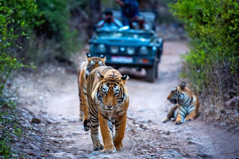 Golden Triangle with Ranthambore Tours